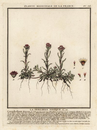 Berg-Silbermantel, Antennaria dioica von Unbekannter Künstler