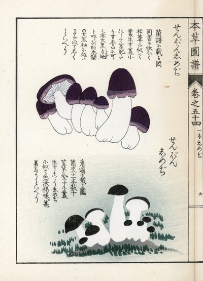 Pilze: Sorten von Shimeji (essbar) - Japanischer Druck von Kanen Iwasaki (1786-1842), aus Honzo Zufu, illustrativer Leitfaden zu Heilpflanzen von Unbekannter Künstler