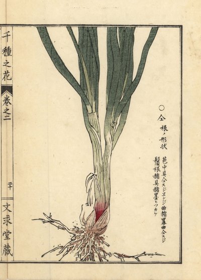 Nira oder chinesische Schnittlauchwurzel und -stängel, Allium tuberosum Rottler ex Spreng. Handkolorierter Holzschnitt von Kono Bairei aus Senshu no Hana (Tausend Blumenarten), Bunkyudo, Kyoto von Unbekannter Künstler