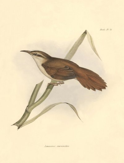 Ornithologie: „Limnornis curvirostris“ der Furnariid-Familie beschrieben von Charles Darwin während seiner Expedition an Bord der Beagle. Tafel aus „The zoology of the voyage of H.M.S. Beagle. Flight. III, Birds described by John Gould, with notice of thei von Unbekannter Künstler