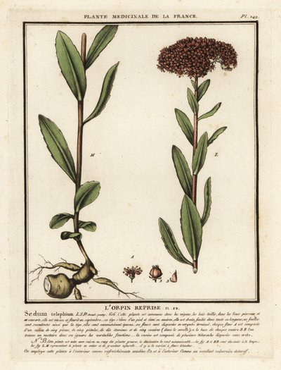 Große Fetthenne, Sedum telephium von Unbekannter Künstler