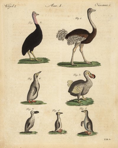 Strauß, Kasuar, ausgestorbener Dodo und Pinguinarten von Unbekannt