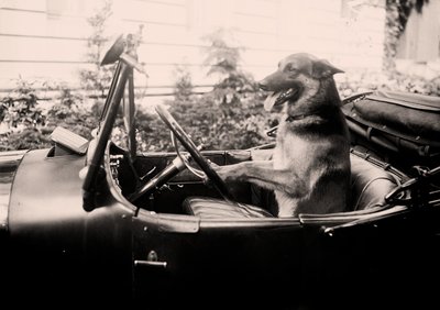 Preisgekrönter Polizeihund Alex am Steuer eines Autos von Alec Hunter
