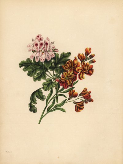 Das Helen-Geranium, Vorliebe; Die Garten-Wandblume, Treue im Unglück von Unbekannt