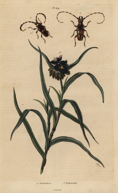 Trachyderes succinctus 1, Trachyderes mandibularis 2 und Virginische Dreimasterblume, Tradescantia virginiana 3 von Unbekannt