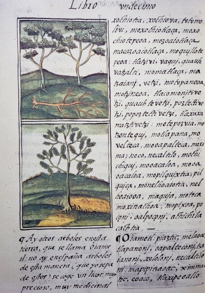 Bäume, wilde Zypressen und Tannen, Seite aus dem Florentiner Kodex, zweisprachige Version in Spanisch und Nahuatl, Allgemeine Geschichte der Dinge von Neuspanien, von dem spanischen Missionar Fray Bernardino de Sahagun (1499-1590). Aztekische Zivilisation von William M. Timlin