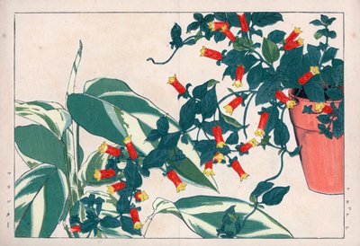 Zweifarbige Manettie im Topf und Dicadame oder Kraut mit Pfeilen. Feuerwerksrebe, Manettia bicolor, in einem Blumentopf und Pfeilwurz, Maranta arundinacea. Handkolorierter Holzschnitt aus Konan Tanigamis „Seiyou Sokazufu“ (Bildalbum westlicher Pflanzen) von Unbekannter Künstler