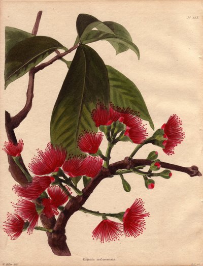 Varietät des Wasserapfels oder Rosa Apfels, mit purpurroten Blüten (Eugenia malaccensis). Tropische Pflanze malaysischen Ursprungs. Die hier dargestellte Art ist nicht nur auf die Straße von Malakka (Malaysia) beschränkt, sondern kommt in ganz Indien und d von Unbekannter Künstler