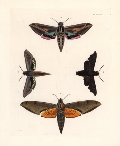 Wein-Sphinxmotte, Eummorpha vitis 1, Traurige Sphinx, Enyo lugubris 2, Tersa-Sphinx, Xylophanes tersa 3, und Gestreifte Sphinx, Proambulyx strigilis 4. Handkolorierte Lithographie aus John O. Westwood