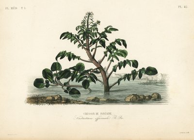 Brunnenkresse, Nasturtium officinale von Unbekannt