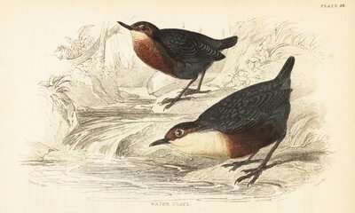 Wasseramsel, Cinclus cinclus. 1889 (Gravur) von Unbekannter Künstler