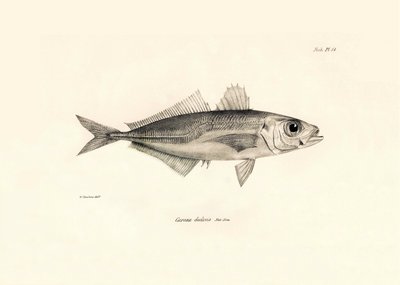 Zoologie: Darstellung des Fisches Caranx declivis, beschrieben von Charles Darwin während seiner Reise an Bord der Beagle. Tafel aus Die Zoologie der Reise der H.M.S. Beagle unter dem Kommando von Kapitän Fitzroy in den Jahren 1832-1836 von Unbekannter Künstler