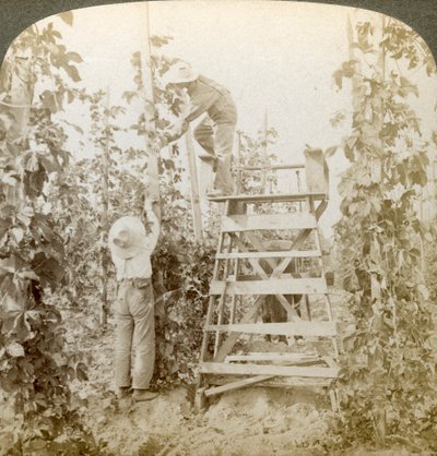 Im reichen Hopfenanbaugebiet, Training der Reben, White River Valley, Washington, USA von Underwood and Underwood