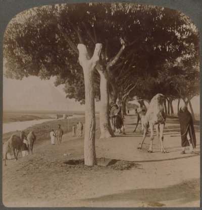 Der Weg zu den Pyramiden, Ägypten, 1896 von Underwood and Underwood