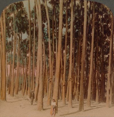Toddy-Palmen 100 Fuß hoch, Pagan, Burma, 1907 von Underwood and Underwood