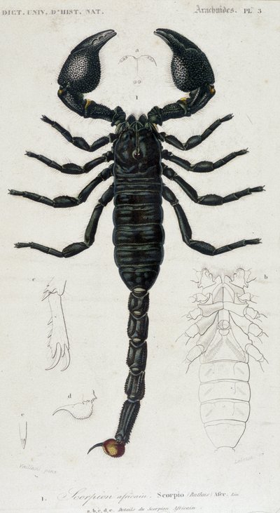 Afrikanischer Skorpion - Naturgeschichtstafel von Unknown artist