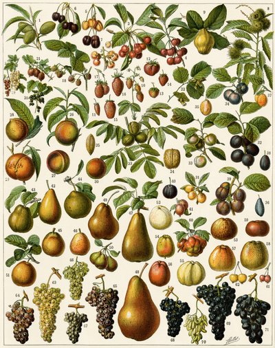 Landwirtschaft: Botanische Tafel mit essbaren Früchten (Kirsche, Himbeere, Erdbeere, Blaubeere, Pfirsich, Aprikose, Nüsse, Trauben, Birne, Haselnuss, Feige, Apfel, Pflaume...) von Unknown artist