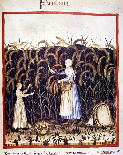 Landwirtschaft. Recolle Panik (Getreide). Illumination aus der Milch der Medizin und Diätetik „Tacuinum sanitatis“ von Unknown artist