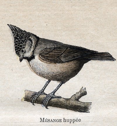 Vögel nützlich für die Landwirtschaft: Haubenmeise von Unknown artist