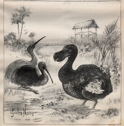 Vögel, die verschwinden: der Dodo und der Apteryx - Gravur in „La Science française“ von Unknown artist