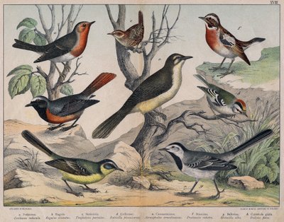 Verschiedene Illustrationen von Vögeln "Geschichte" natürliche Vögel". ed. Hoepli, Mailand von Unknown Artist