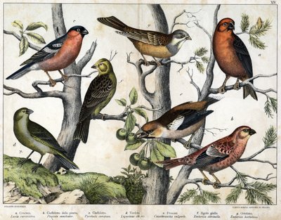 Verschiedene Illustrationen von Vögeln "Geschichte" natürliche Vögel". ed. Hoepli, Mailand von Unknown Artist