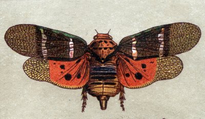 Entomologie: Darstellung einer Zikade mit neun Flecken, Insektenserie, Anfang des 20. Jahrhunderts von Unknown Artist