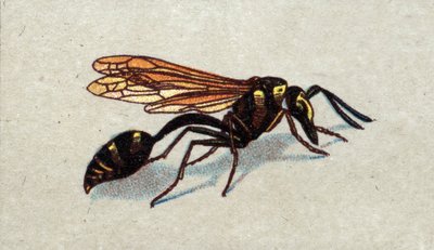 Entomologie: Darstellung einer Arquee-Wespe, Serie über Insekten, Anfang des 20. Jahrhunderts von Unknown Artist