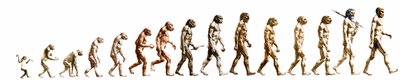 Evolution: Vergleich der Morphologien vom Affen zum heutigen Menschen von Unknown artist