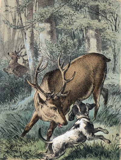 Illustration von Franz Hoffmanns Erzählungen „Märchen und Fabeln - Die 2 Hirsche“: Ein Hirsch läuft weg und der andere kämpft mit einem Hund. Chromolithographie des 19. Jahrhunderts von Unknown artist