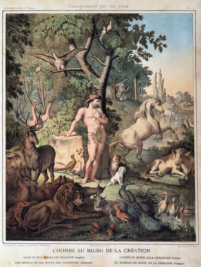 Der Mensch inmitten der Schöpfung - in „Heilige Geschichte“, ed. Hachette von Unknown artist
