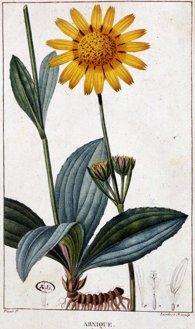 Heilpflanze: Arnika von Unknown artist