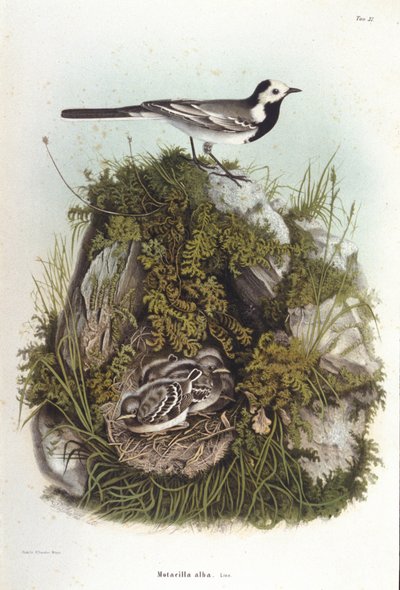 Ornithologie: eine graue Bachstelze (Motacilla alba) in der Nähe des Nestes ihrer Jungen. Zoologische Tafel des 19. Jahrhunderts von Unknown artist