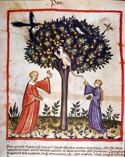Birnen pflücken. Illustration aus dem Buch der Medizin und Diätetik „Tacuinum sanitatis“ von Unknown artist