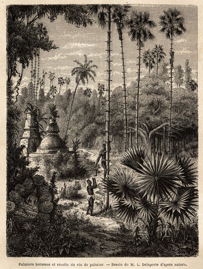Pflanzung von Borassus-Palmen in Laos und Sammlung von Palmwein, der nichts anderes als der Saft des eingeschnittenen Baumes ist, die Flüssigkeit wird in einem Bambus gesammelt, und der Stamm wird durch kleine Rattanstreifen in eine echte Skala verwandelt von Unknown artist