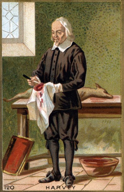 Porträt von William Harvey (1578 - 1657), englischer Arzt. Chromolithografie des 19. Jahrhunderts. von Unknown artist