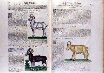 Darstellung von Schafen, Büffeln... - in Historia Animalium von Conrad Gesner (1516 - 1565), Tiguri von Unknown artist