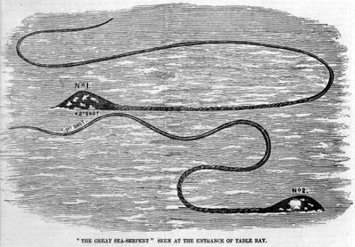 Seeschlange, gesehen 1850 am Eingang der Tafelbucht in Südafrika. Die Form des Kopfes und des langen Schwanzes des Tieres deutet darauf hin, dass es sich um die beiden Tentakel eines Riesenkalmars handelt. Gravur aus der Zeit von Unknown artist