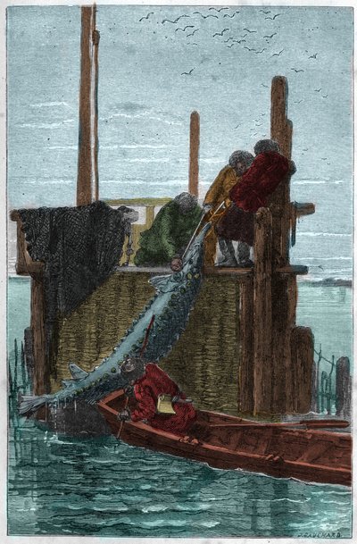 Störfischfang im Fluss Wolga von Unknown artist