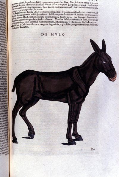 Der Meeräsche nach Historiae animalium von Konrad Gesner, Tiguri von Unknown artist