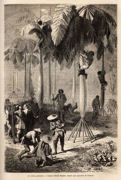 Die Palmkohlköpfe; nach dem Überfall durch Indianer hat die Expedition keine Ausrüstung und verwendet lokale Techniken zur Nahrungsbeschaffung, indem sie einen Reifen mit einer Rebe machen, können die Peons des Teams entlang der Stämme klettern, um einige  von Unknown artist