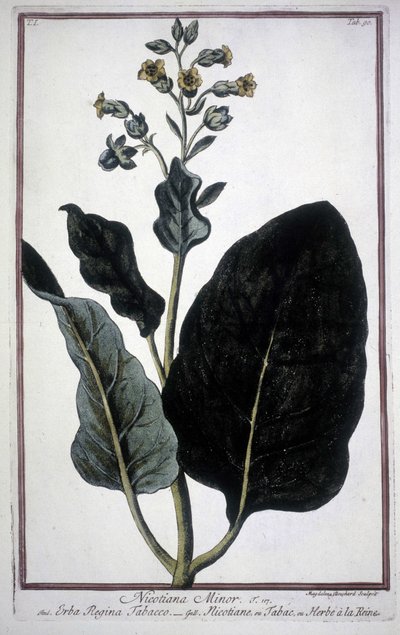 Tabakblatt und Blume (Nicotiana Minor) in einem Herbarium des 19. Jahrhunderts. von Unknown artist