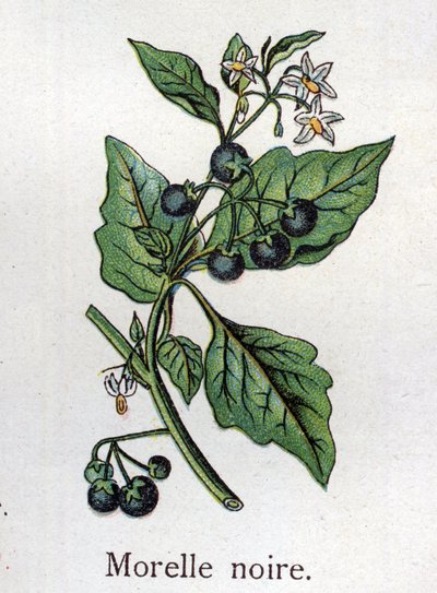 Giftige botanische Pflanzen: Schwarzer Nachtschatten. Gravur in "Die natürliche Medikation" von Friedrich Eduard Bilz (1842-1922) von Unknown artist