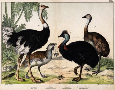 a: Großtrappe (Otis tarda), b: Kasuar (Casuarius galeatus), c: Afrikanischer Strauß (Struthio camelus), d: Nandu (Rhea Americana) - In „Natural History of Oideals“, ed. Hoepli, Mailand von Unknown artist