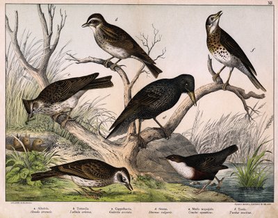a: Feldlerche (Alauda arvensis), b: Heidelerche (Lullula arborea), c: Haubenlerche (Galerita cristata), d: Star (Sturnus vulgaris), e: Wasseramsel (Cinclus aquaticus), f: Singdrossel (Turdus philomelos) in „Naturgeschichte der Vögel“, Hrsg. Hoepli, Mailand von Unknown artist