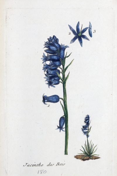 Hasenglöckchen von Unknown artist