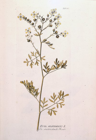 Botanische Tafel: Weinraute (Ruta graveolens) von Unknown artist