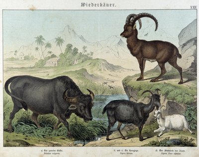 Büffel, Ziege, Ziege und Steinbock - in „Natural histories of mammals“, ed. Schreiber von Unknown artist