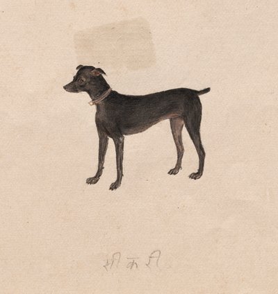 Hund von Unknown artist