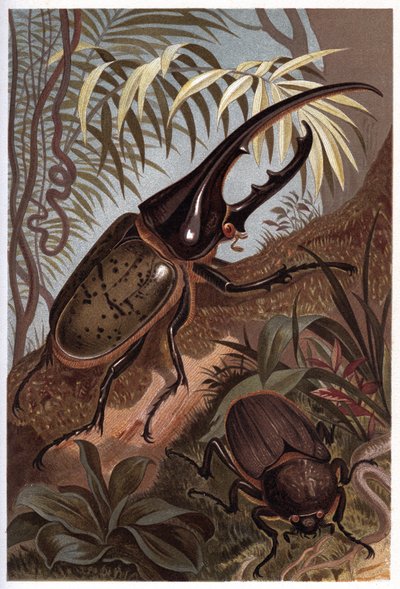 Herkuleskäfer von Unknown artist